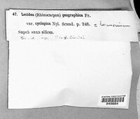 Rhizocarpon geographicum image
